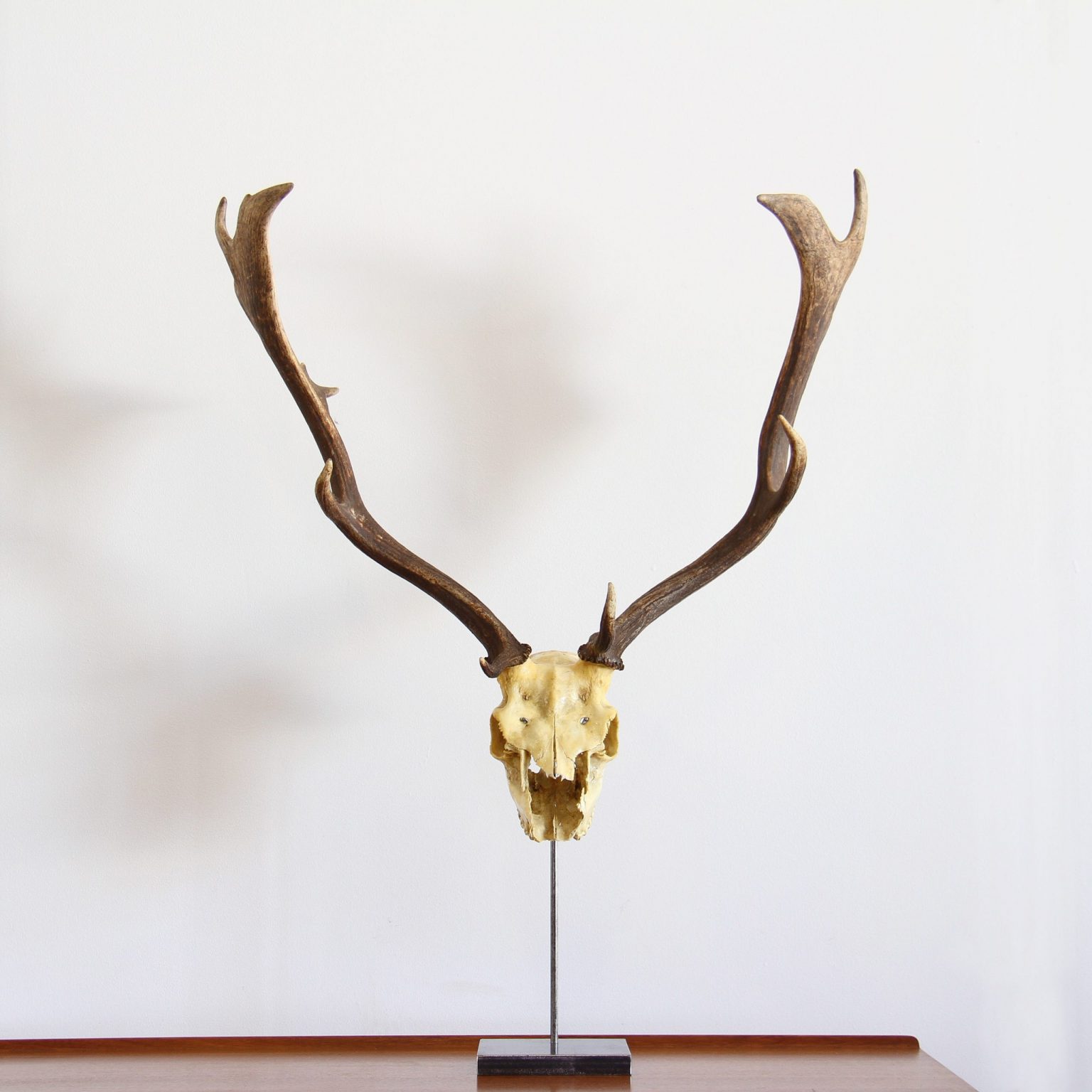 DEER SKULL ON STAND - Realm Vintage